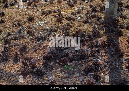 Cônes de pin tombé sur le sol dans la forêt. Banque D'Images
