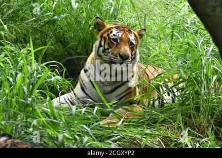 Tigre du Bengale (Panthera tigris tigris) Banque D'Images
