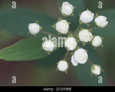 Un groupe de petites fleurs de la buisson de mai dans le processus de  floraison, ressemblant à de minuscules boutons de rose miniatures Photo  Stock - Alamy