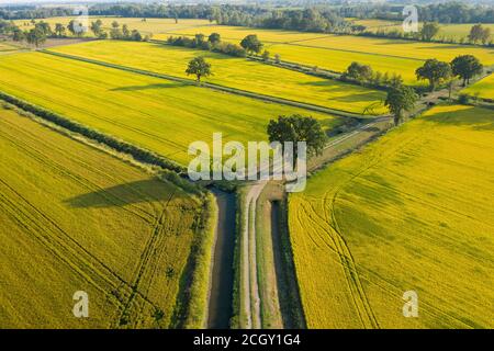 Vue aérienne des champs de riz, nord de l'Italie. Banque D'Images