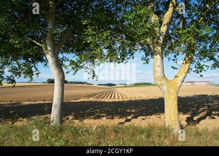 Seraucourt-le-Grand France - 28 juillet 2020 - campagne Picardie Département d'Aisne en France Banque D'Images