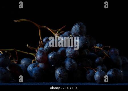 Raisin Muscat Hambourg. Un beau groupe de baies fraîches mûres bleu-violet foncé pleines de gouttes d'eau sur leur peau. Banque D'Images