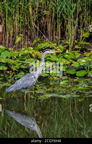 Héron gris (Ardea cinerea) pêche dans l'eau peu profonde le long du lit de roseaux / reedbed in zone humide Banque D'Images