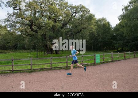 Sherwood Forest, Nottinghamshire, Royaume-Uni. 13 septembre 2020. Coureur masculin en compétition dans la course virtuelle du Grand Nord qui, grâce à Covid 19, est organisé comme une course virtuelle. Les concurrents téléchargent et installent l'application viRace sur leur téléphone mobile qui suit leur semi-marathon de 13.1 miles à partir de 9h30 ou 13h00, où qu'ils se trouvent dans le monde. Ce coureur passe devant l'icône Major Oak, le grand chêne anglais dans le centre de la forêt de Sherwood, et selon le folklore local, c'était l'abri de Robin Hood où lui et ses hommes joyeux dormirent. Crédit : Alan Beastrall/Alay Live News. Banque D'Images