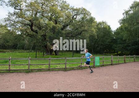 Sherwood Forest, Nottinghamshire, Royaume-Uni. 13 septembre 2020. Coureur masculin en compétition dans la course virtuelle du Grand Nord qui, grâce à Covid 19, est organisé comme une course virtuelle. Les concurrents téléchargent et installent l'application viRace sur leur téléphone mobile qui suit leur semi-marathon de 13.1 miles à partir de 9h30 ou 13h00, où qu'ils se trouvent dans le monde. Ce coureur passe devant l'icône Major Oak, le grand chêne anglais dans le centre de la forêt de Sherwood, et selon le folklore local, c'était l'abri de Robin Hood où lui et ses hommes joyeux dormirent. Crédit : Alan Beastrall/Alay Live News. Banque D'Images