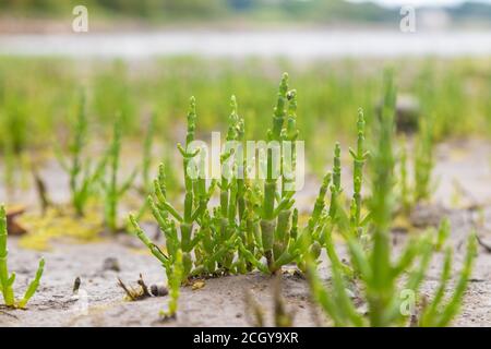 Marsh Samphire croissant le long de la côte de Fife, est de l'Écosse. Banque D'Images