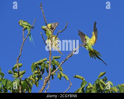 Perruche à anneaux roses (Psittacula krameri) sur le dessus de l'arbre Banque D'Images