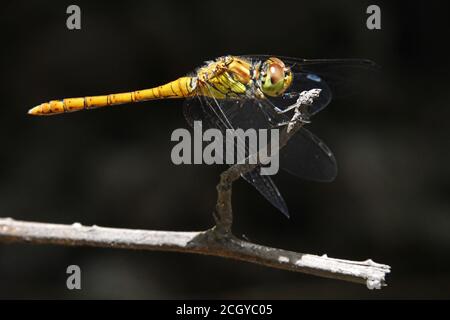 Ruddy Darter - Sympetrum sanguineum à l'affût Banque D'Images