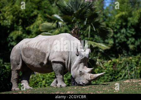 Rhino blanc dans la prairie Banque D'Images