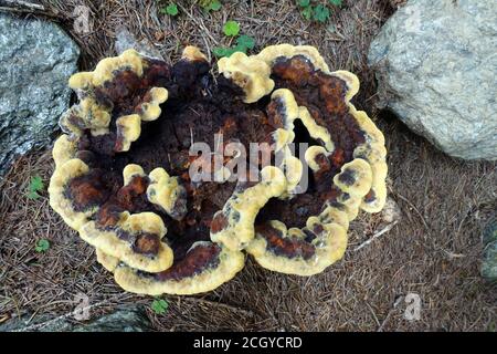 Kiefern-Braunporling (Phaeolus spadiceus, Syn. Phaeolus schweinitzii), auch Gelber Braunporling oder Nadelholz-Braunporling genannt, Schenna, Südtirol, Banque D'Images