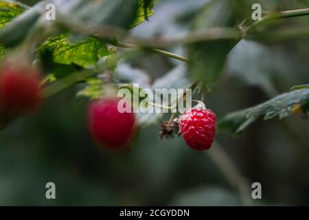 Photo d'une framboise sauvage. Mise au point sélective Banque D'Images