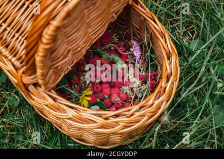 Photo de framboises mûres fraîches avec feuilles et fleurs dans un panier Banque D'Images