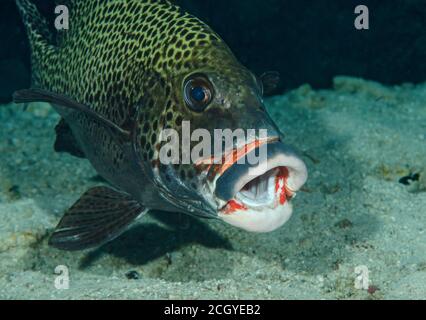 Gros plan sur les lèvres de l'Arlequin, Plectorhinchus chaetodonoides, île de Bathala, Maldives Banque D'Images