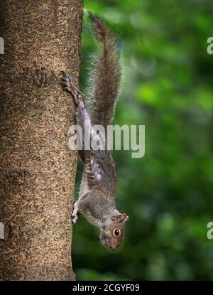 Écureuil gris, Sciurus carolinensis, sur arbre à Stanley Park, Blackpool, Royaume-Uni Banque D'Images