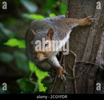 Écureuil gris, Sciurus carolinensis, sur arbre à Stanley Park, Blackpool, Royaume-Uni Banque D'Images
