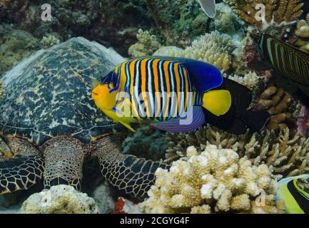 Angelfish Regal, Pygoplites diacanthus, sur le récif corallien, Ari Atoll, Maldives Banque D'Images