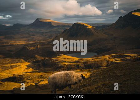 Moutons dans la lumière dorée chaude du soir dans les montagnes écossaises trotternelles - le Quiraing sur l'île de skye, en Écosse. Banque D'Images