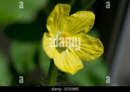 La fleur jaune de la pastèque est complètement ouverte. Photo horizontale Banque D'Images