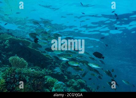 École de l'empereur de tache d'or, Gnathodentex aureolineatus, sur le récif, île de Bathala, Maldives Banque D'Images