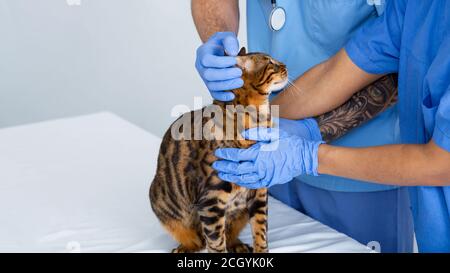 Vue rapprochée d'un médecin vétérinaire avec assistant vérifiant l'oreille du chat à la clinique vétérinaire, espace de copie Banque D'Images