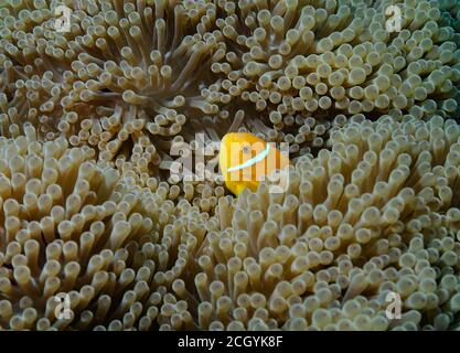 Maldive Anemonefish, Amphiprion nigripes dans la magnifique Anemone, Heterotis magifica, île de Bathala, Maldives Banque D'Images