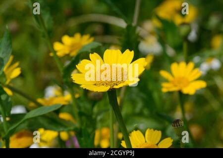 Fleur de ségeum de la marigold de maïs Glebionis isolée dans un champ jaune pauisy Banque D'Images