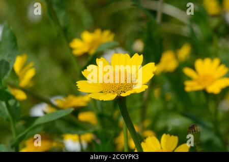 Fleur de ségeum de la marigold de maïs Glebionis isolée dans un champ jaune pauisy Banque D'Images