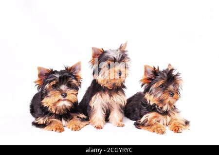 Trois chiens terrier du Yorkshire assis sur un fond blanc Banque D'Images