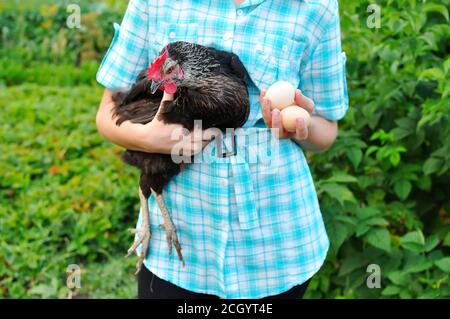 Le jeune travailleur de la ferme avicole tient dans le poulet à la main une couche et des oeufs de maison Banque D'Images