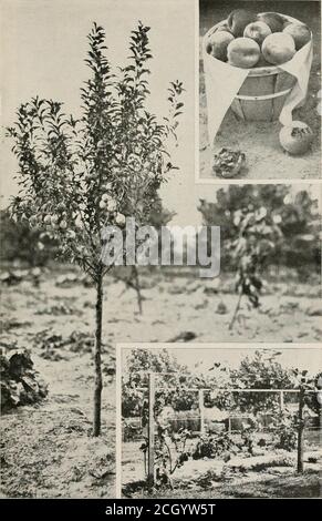 . L'attrait de la terre. (4e éd.) L'histoire d'un jardin de marché et d'une parcelle laitière s'est développée en huit mois sur le territoire inactif de long Island, longtemps désigné comme 'déchet de chêne crub' et 'barrens de pin'; Étant une histoire vraie du travail effectué par la long Island Railroad co. Aux stations expérimentales numéros un et deux, à laquelle dans la deuxième édition a été ajouté les séquelles . ubt fait son Mo.St énormément dur sur les commissaires; Ils ont toujours leur place dans le theworld cependant, pour les grands lots de carload et les marchandises importées doivent toujours être pris en charge par eux.le marché-jardiniers con Banque D'Images