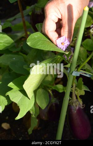 l'homme tient la fleur d'aubergines qui poussent dans la serre Banque D'Images