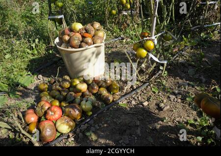 Brûlure sur les fruits de tomate, récolte perdue Banque D'Images