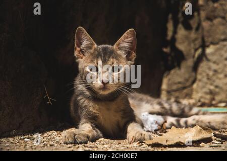 Les chats Kotor célèbres qui sont très habitués aux gens, la vieille ville européenne au Monténégro près de la mer, les animaux mignons dans les vieux murs Banque D'Images