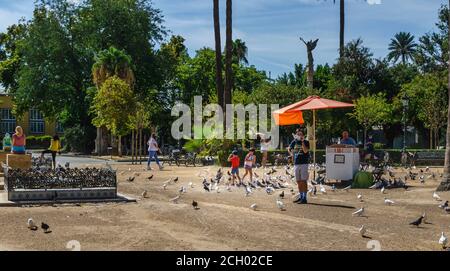Les touristes se nourrissant des colombes blanches. Plaza de América dans le parc Maria Luisa. Banque D'Images