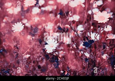 Magnifique prairie fleurie avec fleurs de pâquerettes et de cloches. Mise au point sélective. Photo aux tons flous. Banque D'Images