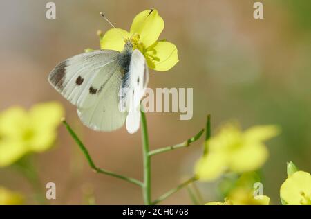 Potsdam, Allemagne. 13 septembre 2020. Le papillon Grand chou blanc papillon se trouve sur une fleur dans le parc de Sanssouci. Les températures estivales sont de retour au week-end. Credit: Annette Riedl/dpa/Alay Live News Banque D'Images