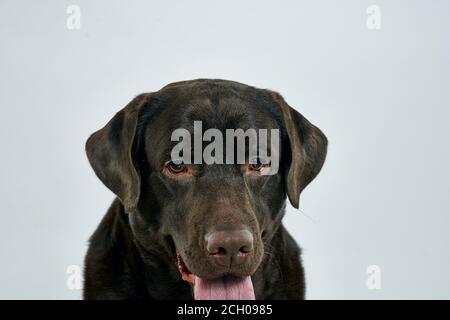 chien de race sur un arrière-plan léger animal rogné vue rapprochée Banque D'Images