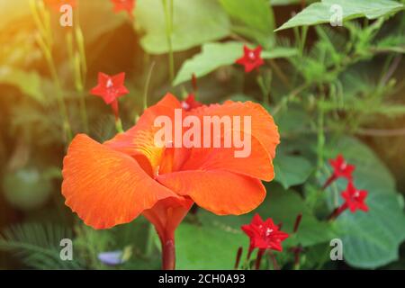 Rouge Canna fleurs fond asie image de fleur Banque D'Images