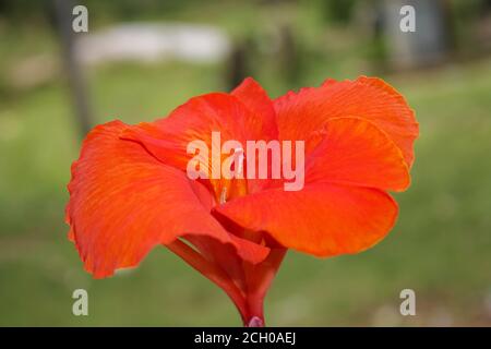 Rouge Canna fleurs fond asie image de fleur Banque D'Images