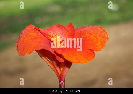 Rouge Canna fleurs fond asie image de fleur Banque D'Images
