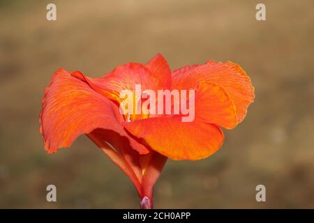 Rouge Canna fleurs fond asie image de fleur Banque D'Images