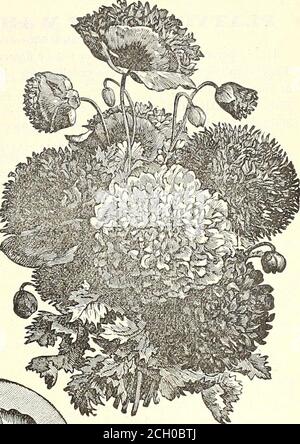 . Calendrier 1902 du jardin de Dreer . Coquelicot an.nual unique. Coquelicots à double motif carnation. ANISUAI^COQUELICOTS SINGI.E. GROUPE PEK. 3091 Danebrog, ou Croix danoise. Très grande variété, produisant des fleurs de grand-mélange de scarlet bril-liant, avec une tache sil-très-blanc sur eachpetal, formant ainsi une croix de W hite 5 3696 Shirley. Ces coquelicots sont simples ou semi-doubles. La couleur rangeof, qui s'étend du blanc pur aux nuances les plus fines de rose pâle, de roseau et de carmin jusqu'au fil le plus profond de crim-son, est si variée que les scarcelytwo sont semblables, tandis que beaucoup de fines bordures et rayées.les fleurs, si CCIT quand Banque D'Images