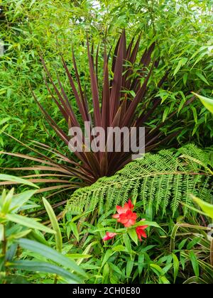 Cordyline australis 'Red Star' dans une combinaison de feuillage avec les feuilles de bambou noir, Phyllostachys nigra dans un jardin de Devon, Royaume-Uni Banque D'Images