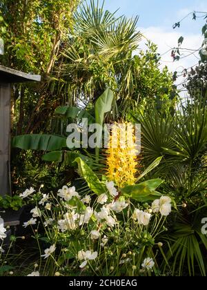 Exposition de jardin exotique avec Hedychium gardnerianum, Chamaerops humilis, Anemone x hybrida 'Honorine Jobert' et Musa basjoo Banque D'Images