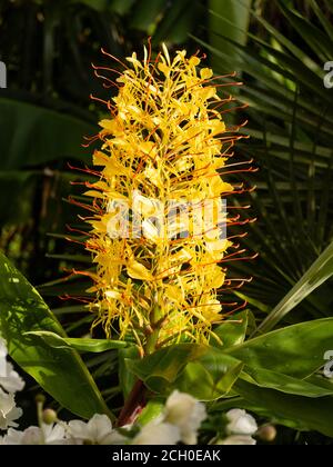 Pointe de fleur du gingembre exotique de Kahili, Hedychium gardnerianum, dans un jardin britannique Banque D'Images