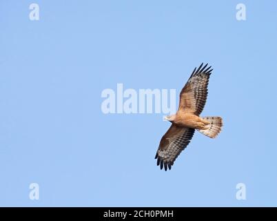 Jeune bourdonnement de miel européen (Pernis apivorus) en vol de migration Banque D'Images