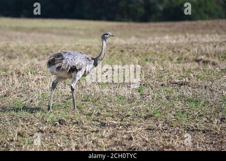 Nandu ou plus grande nandou (Rhea americana) marche sur un terrain de chaume dans Mecklembourg-Poméranie-Occidentale, Allemagne, depuis 2000 quelques-uns des oiseaux ont échappé au fro Banque D'Images