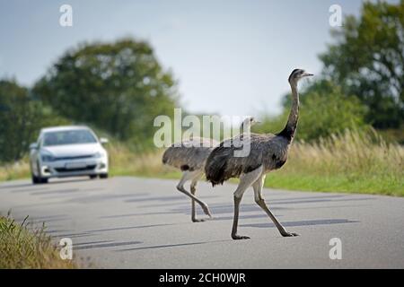 Deux nandus ou plus de nandou (Rhea americana) traverser la route devant une voiture en approche dans Mecklembourg-Poméranie occidentale, Allemagne, les grands oiseaux peuvent être Banque D'Images