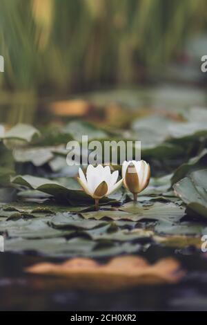 Nénuphars blancs dans un bassin calme et magnifique entouré de nénuphars. L'endroit idéal pour se détendre et se détendre harmonieusement Banque D'Images