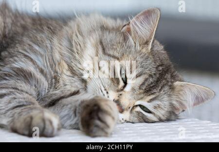 Adorable chat argenté de race sibérienne couché sur un blanc canapé Banque D'Images